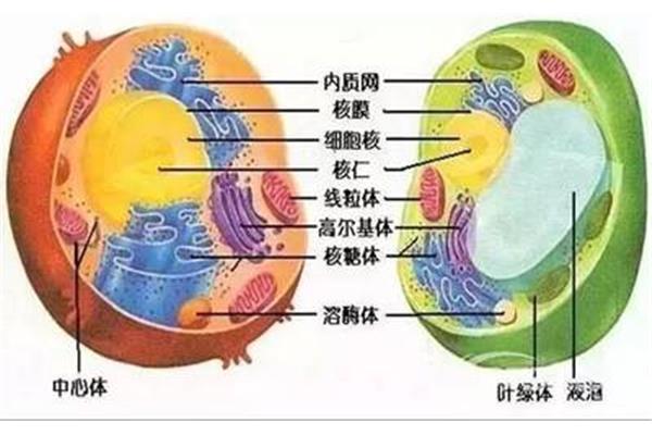 细胞结构图