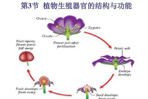植物的生殖