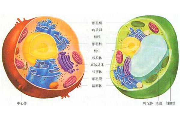 细胞结构图
