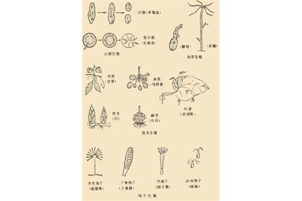 植物的生殖