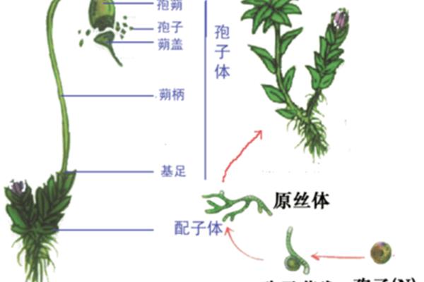 植物的生殖