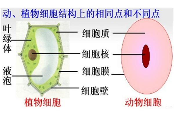 细胞结构图