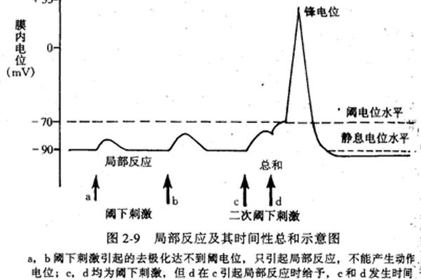 静息电位的特点