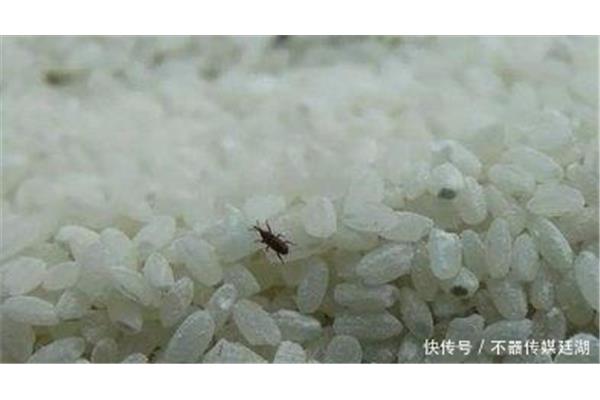大米生虫怎么办