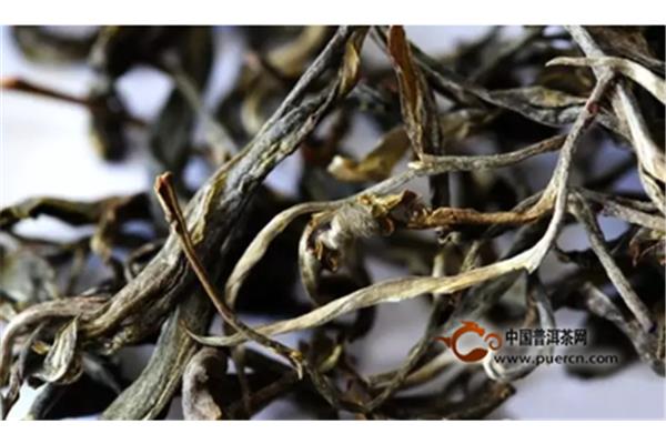 普洱茶生茶