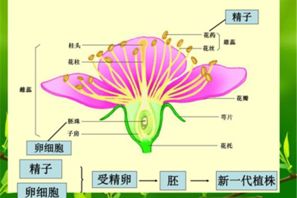植物的生殖