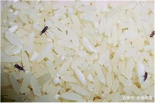 大米生虫怎么办