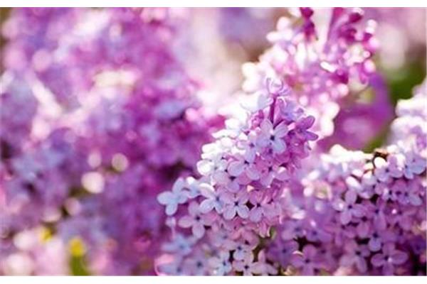 六月丁香花