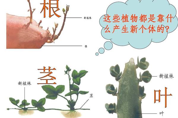 植物的生殖