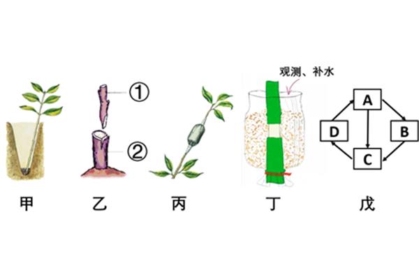 植物的生殖