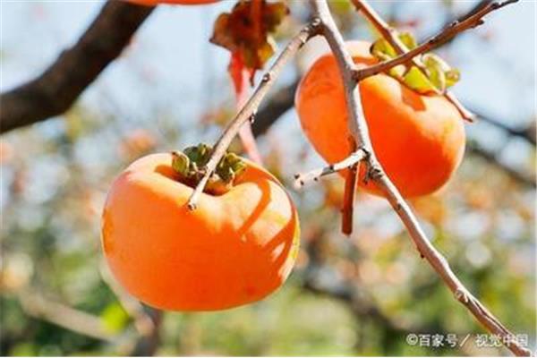 红红的柿子像什么