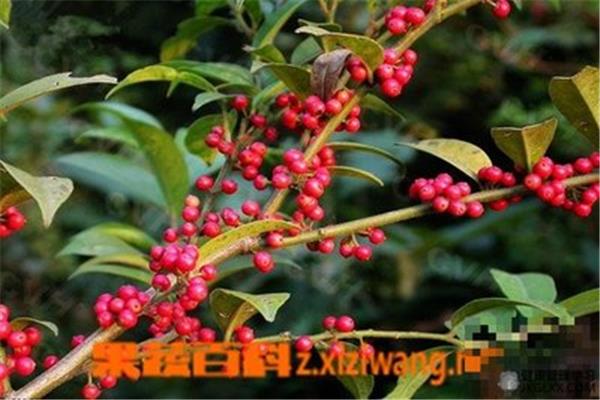 冬青的功效与作用