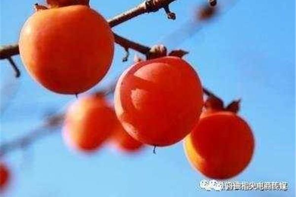 红红的柿子像什么
