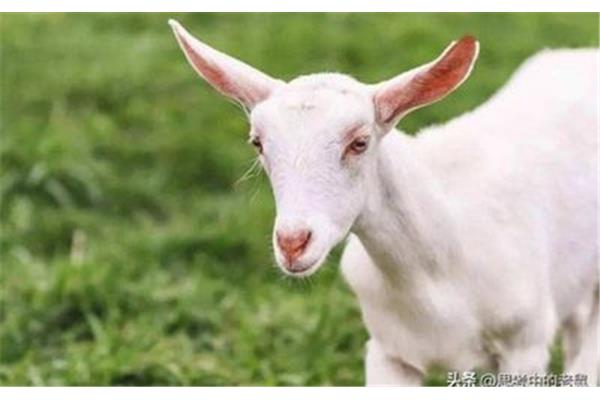 捉是什么生肖