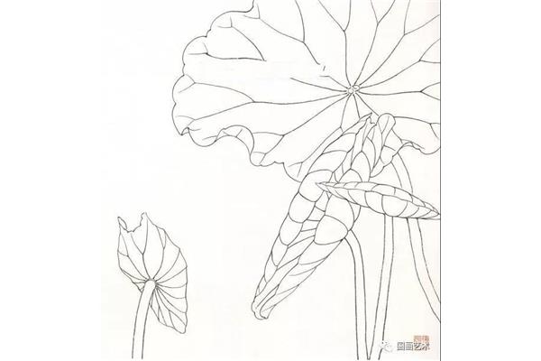 荷叶的画法