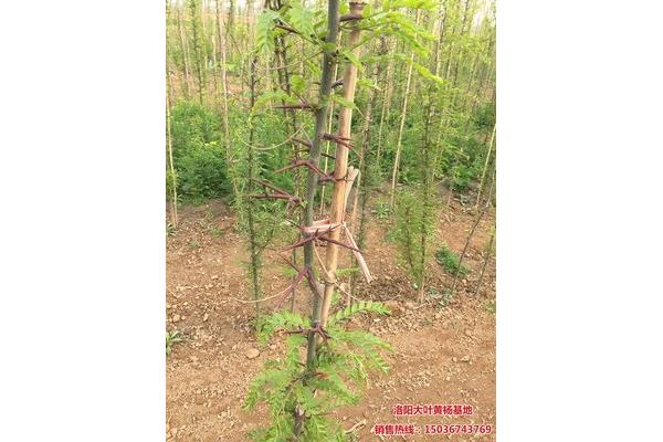 皂荚的功效与作用