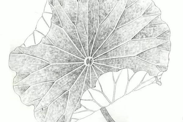 荷叶的画法