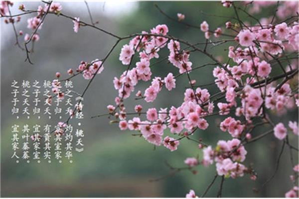 与春天有关的诗句