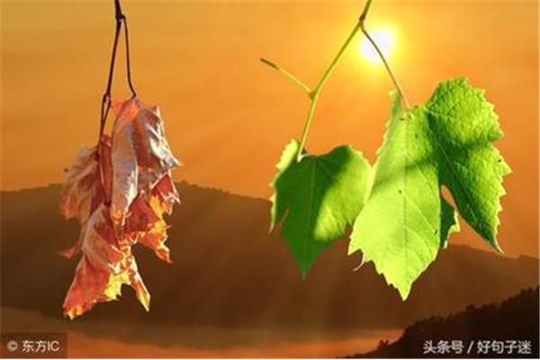 心情的唯美句子