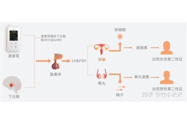激素替代疗法