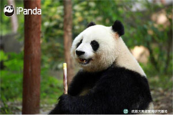 大熊猫生活习惯