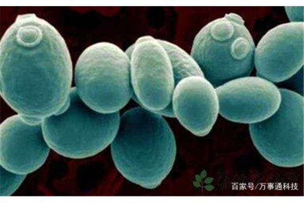 热带假丝酵母菌