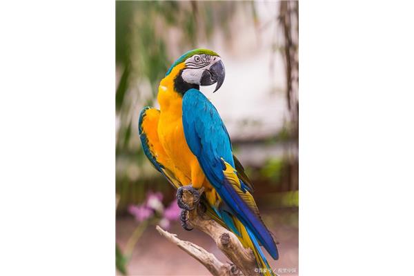 蓝金刚鹦鹉