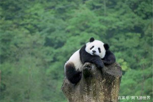 大熊猫生活习惯