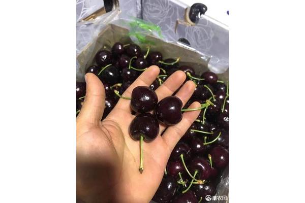 拉宾斯车厘子