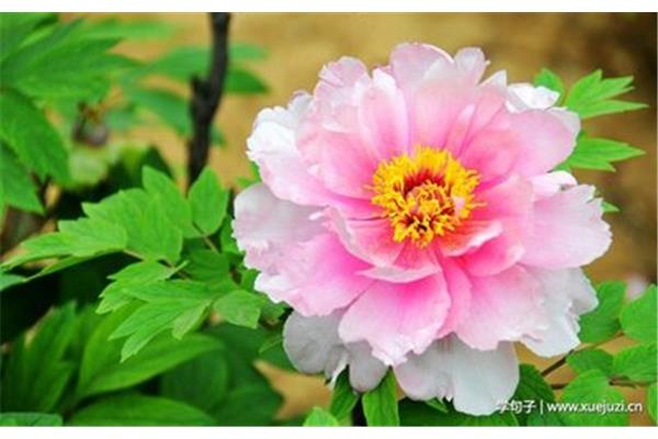关于牡丹花的诗句