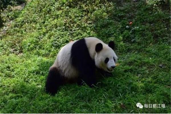 大熊猫生活习惯