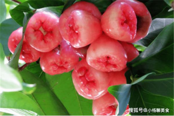 水果莲雾的功效