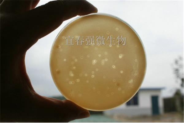 热带假丝酵母菌