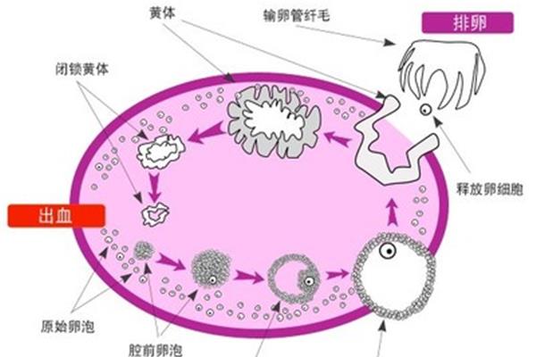 卵泡多大成熟