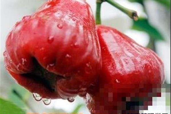 水果莲雾的功效