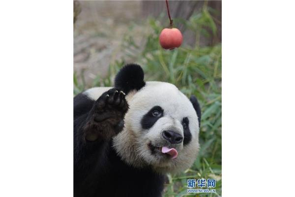 大熊猫生活习惯