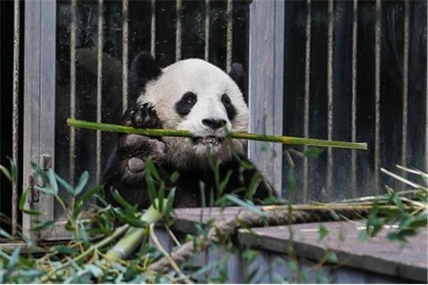 大熊猫生活习惯