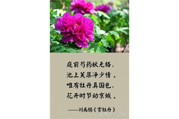 关于牡丹花的诗句