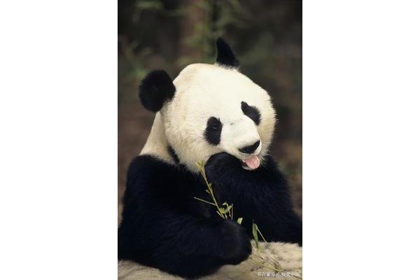 大熊猫生活习惯