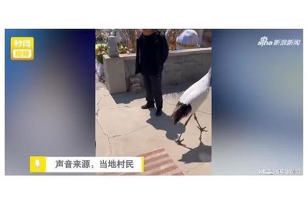 驾鹤是什么意思