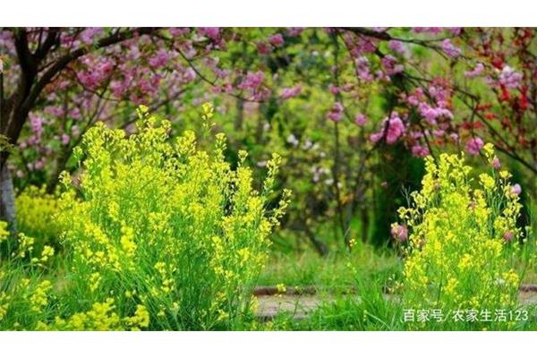 春天万物复苏