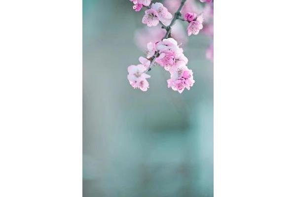 花开的诗句