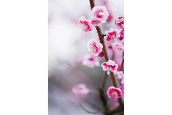花开的诗句