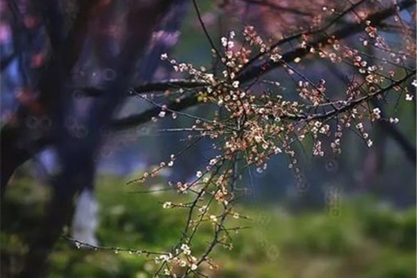 花开的诗句