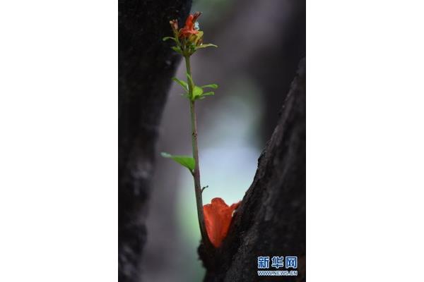 细雨润无声