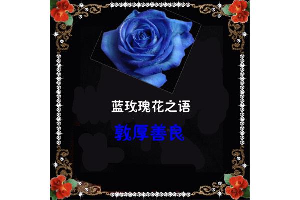 描写玫瑰花的古诗