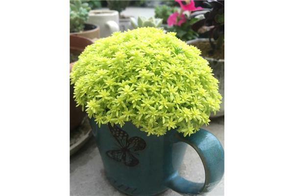 黄金万年草
