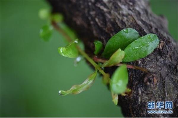 细雨润无声