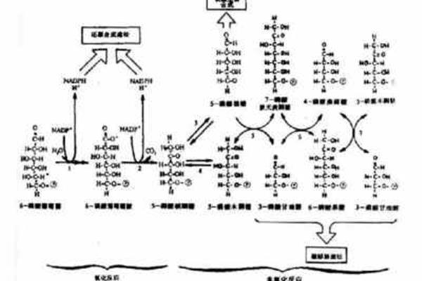 糖酵解的生理意义