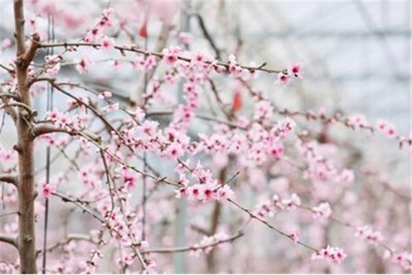 花开的诗句